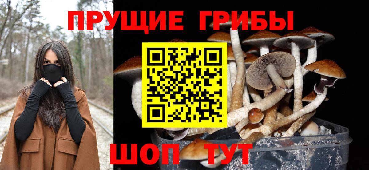 Псилоцибиновые грибы мицелий  Вход с VPN  Котовск 